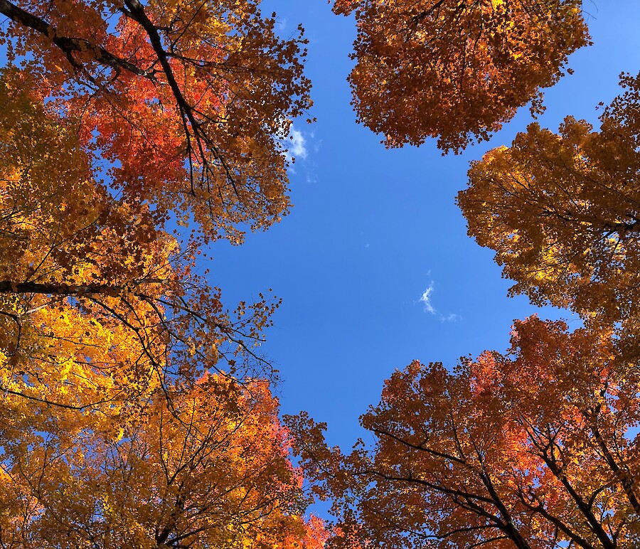 The Autumn of Brahms, with Leopoldo Erice and James Campbell